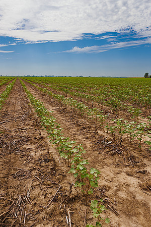 ThryvOn_2022_TurnageFarms_cdp_100