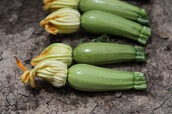Squash_Adelita_MX_0061