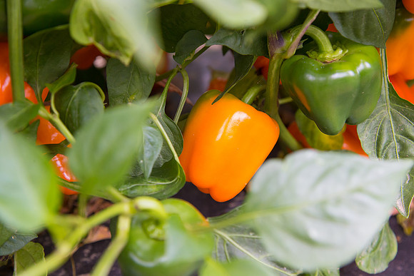 SweetPeppers_SV3936PS_CA_0033