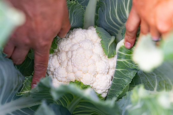 Cristex_Cauliflower_25