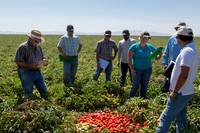 Tomato_SV0599TM_CA_00033