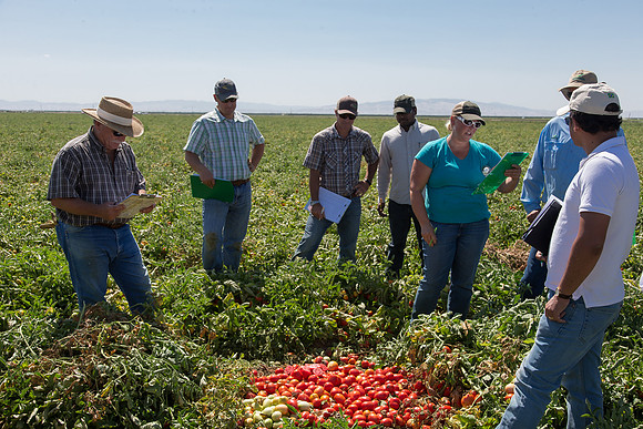 Tomato_SV0599TM_CA_00033