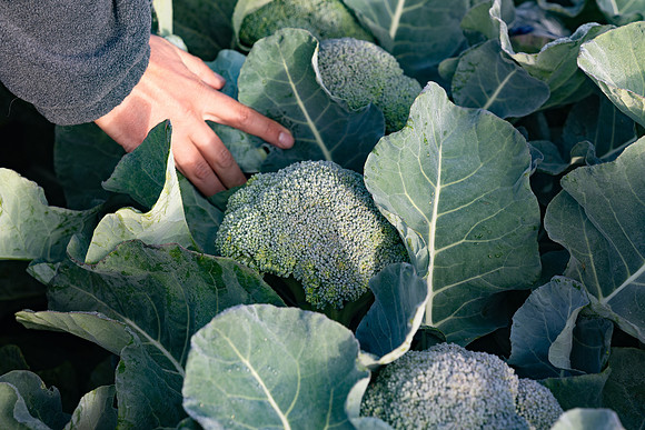 Eiffel_Brocolli_17