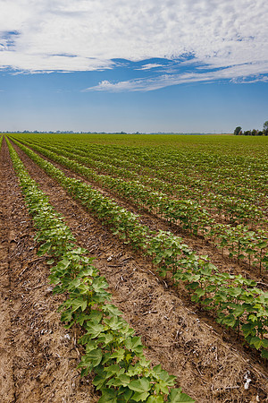 ThryvOn_2022_TurnageFarms_cdp_89