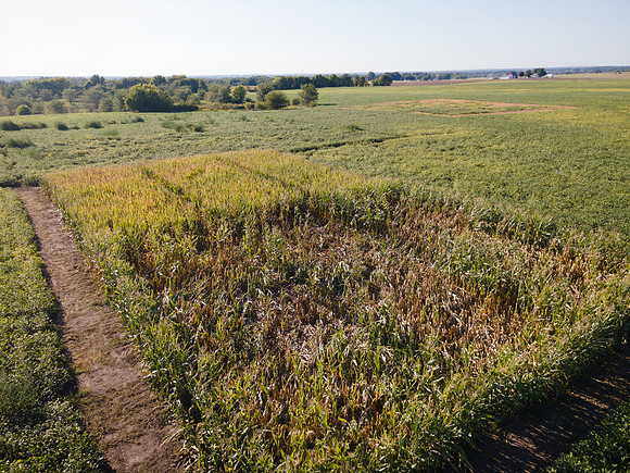 ShortCorn_LibertyIL_cdp_12