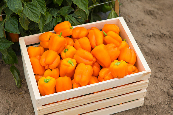 SweetPeppers_SV3936PS_CA_0124