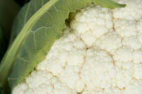 Cauliflower_Kurdivex_CA_0017