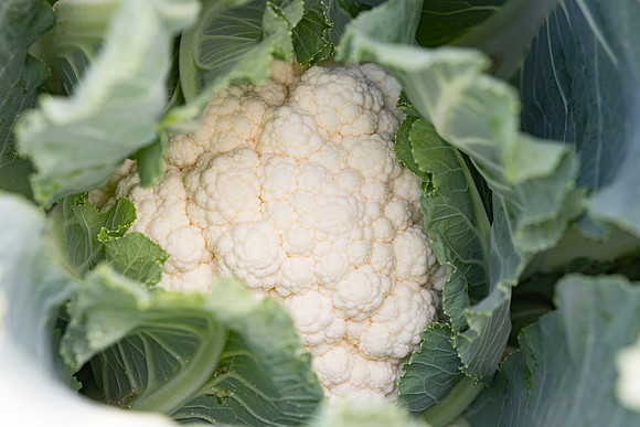 Cristex_Cauliflower_9