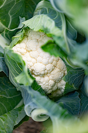 Francesca_Cauliflower_9