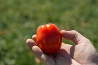 Tomato_SV0599TM_CA_00016