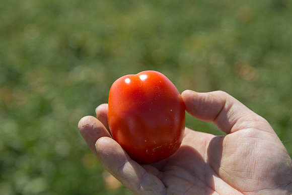 Tomato_SV0599TM_CA_00016