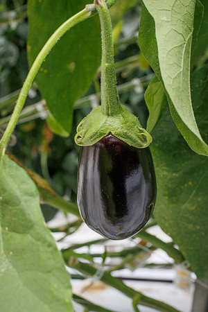 Eggplant_Dahlia_25-2