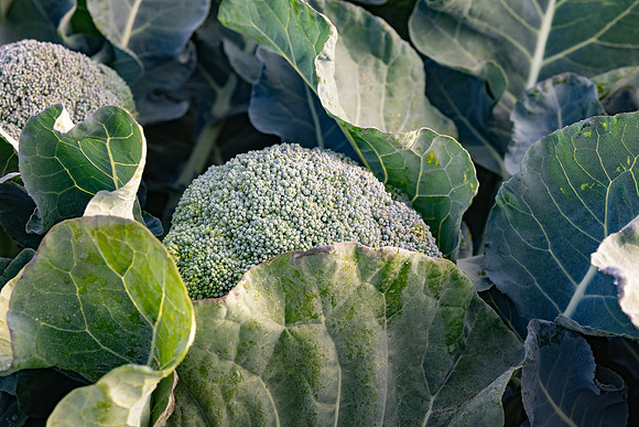 Eiffel_Brocolli_42
