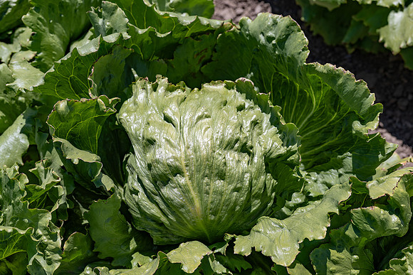 Moneyball_Lettuce_111