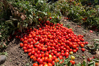 Tomato_SV0599TM_CA_00002