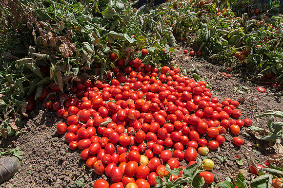 Tomato_SV0599TM_CA_00002