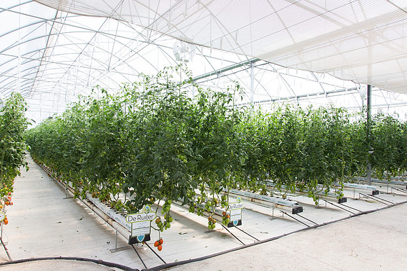 Tomato_4179_MX_0064