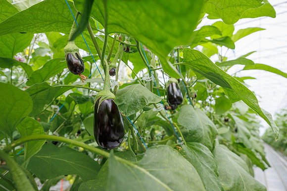 Eggplant_DeRuiter_2022_3
