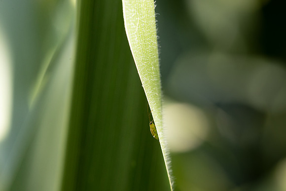 CornRootworm_15