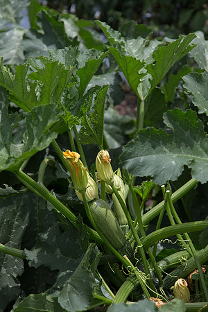 Squash_Adelita_MX_0051