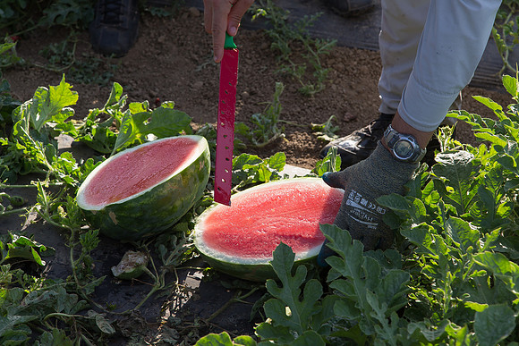 Watermelon_SV3105WA_CA_0012