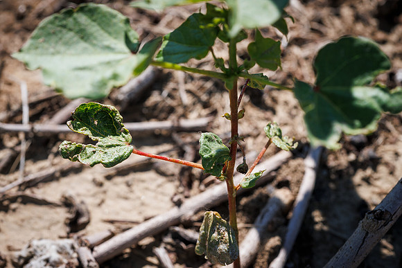 ThryvOn_2022_TurnageFarms_cdp_201