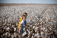 RRXCottonTexas_cdp_2404
