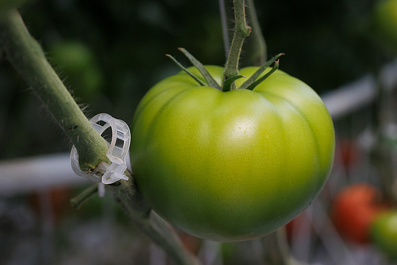 Tomato_DeRuiter_Kingsville_2022_386