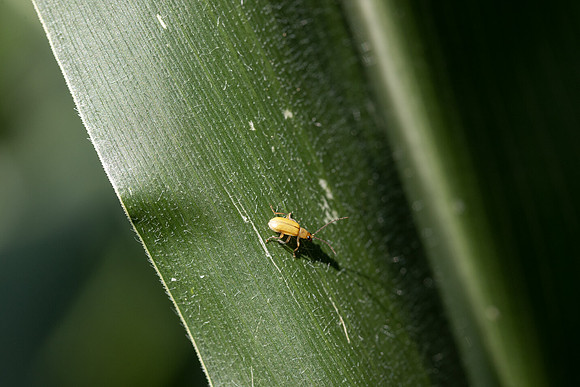 CornRootworm_30