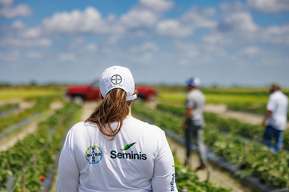 Seminis2024_FL_Felda_454