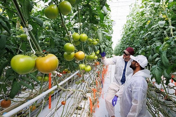 Tomato_DeRuiter_Kingsville_2022_432