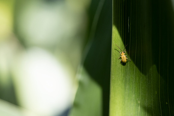 CornRootworm_7