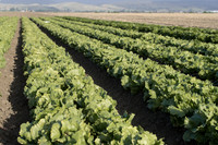 Lettuce_SV8143LG_CA_0031