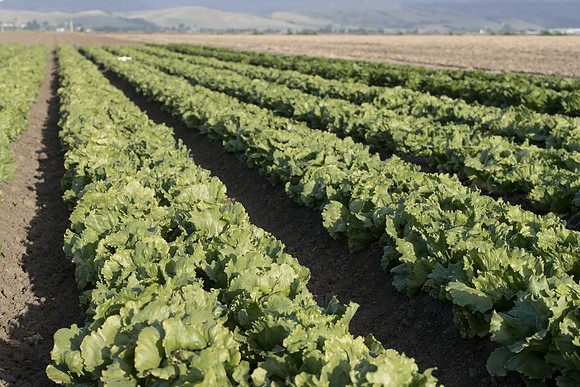 Lettuce_SV8143LG_CA_0031