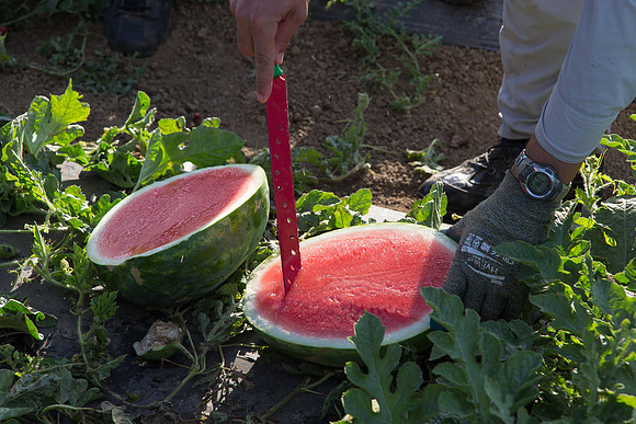 Watermelon_SV3105WA_CA_0014