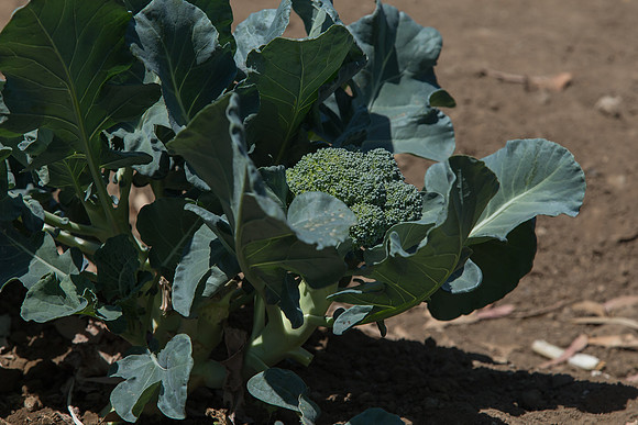 Broccoli_CastleDome_CA_0010