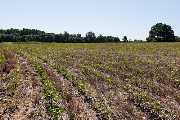 ThryvOn_2022_GriggsFarms_cdp_151