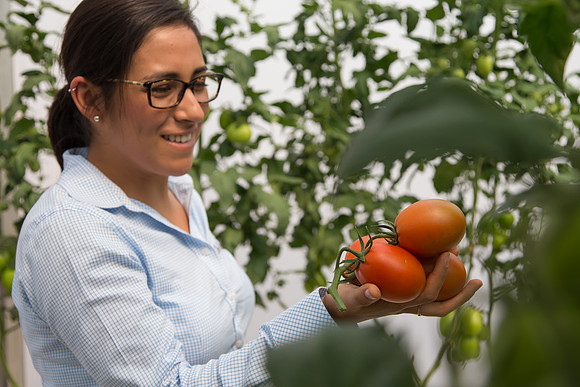 Tomato_4179_MX_0021