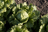Lettuce_SV8143LG_CA_0056