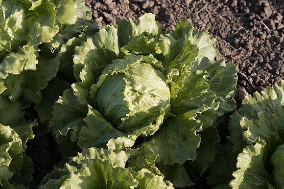 Lettuce_SV8143LG_CA_0056