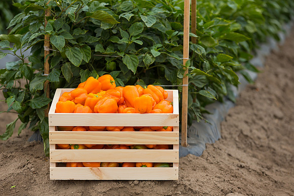 SweetPeppers_SV3936PS_CA_0131