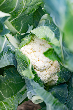 Francesca_Cauliflower_4
