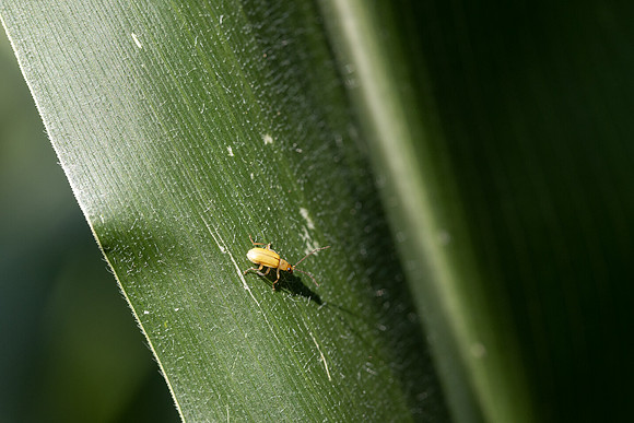 CornRootworm_33