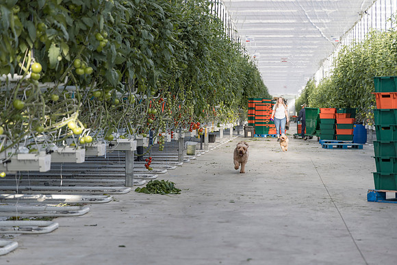 DeRuiter2024_ON_RidgeFarms_53