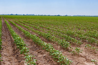 ThryvOn_2022_TurnageFarms_cdp_70