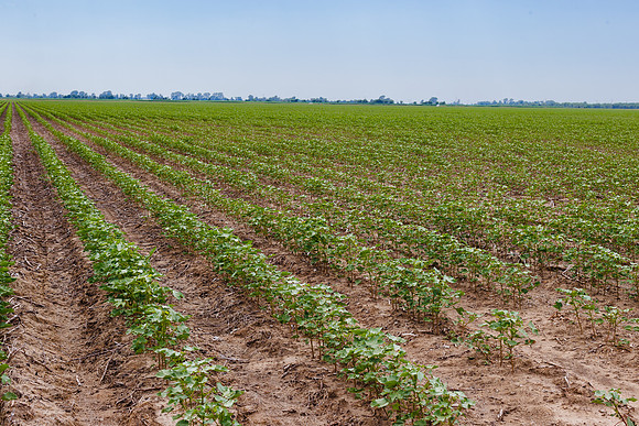ThryvOn_2022_TurnageFarms_cdp_70