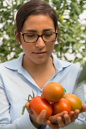 Tomato_4179_MX_0047
