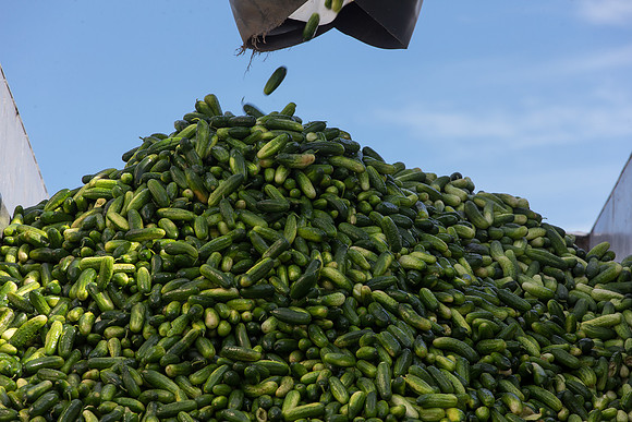 PicklingCucumber_Vlaspik_Processing_MI_0504