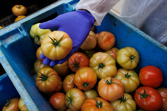 Tomato_DeRuiter_Kingsville_2022_271