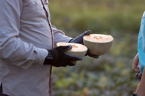 Seminis2021_AZ_243